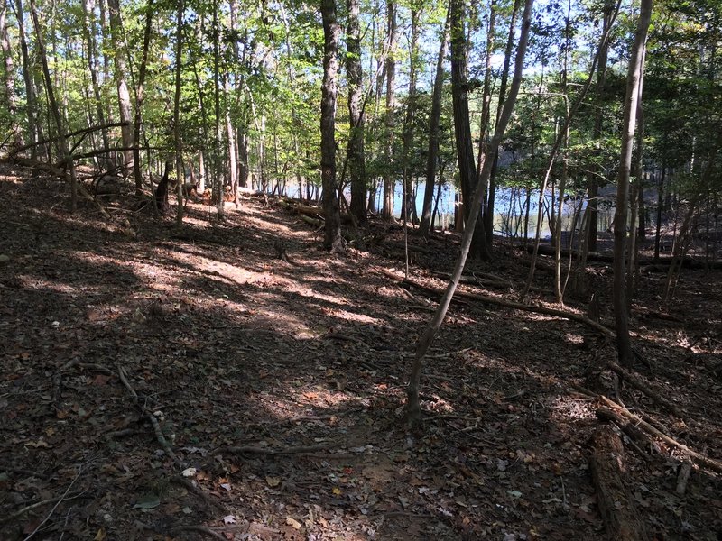 The lake emerges through the trees.