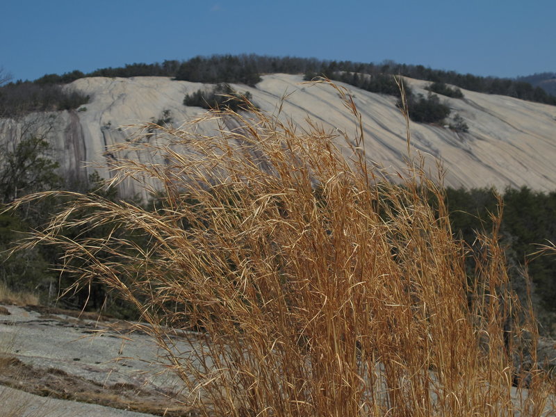 The summit of Wolf Rock provides great views of Stone Mountain through the fall grass.