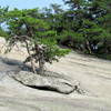 An incredibly persistent tree grows along the way.