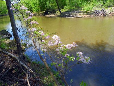 Springtime on the Yellow Trail.