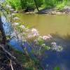 Springtime on the Yellow Trail.