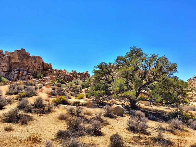 Joshua Tree National Park.