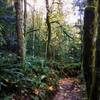 A touch of fall on the Wildcat Trail, Green Mountain State Forest.