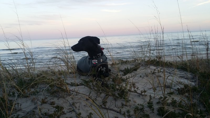 My dog on a big sand dune near the Ice Age Trail.