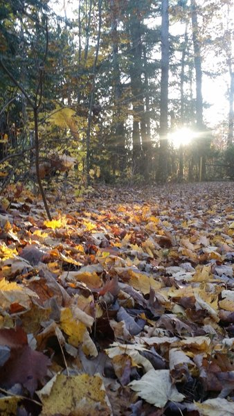 Sun and leaves