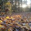 Sun and leaves