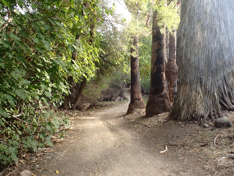 Palm Trees along the trail.