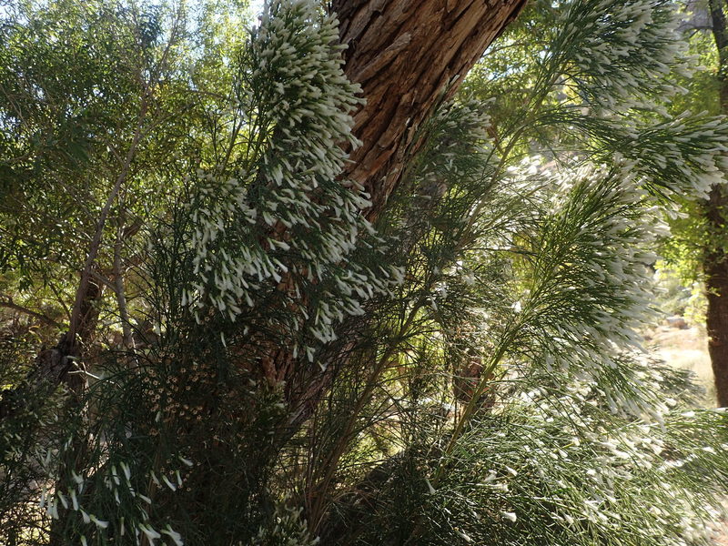 Cottonwood and blooming plants.