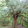 Offa's Dyke Path on ridge above Tintern Abbey, north of Chepstow