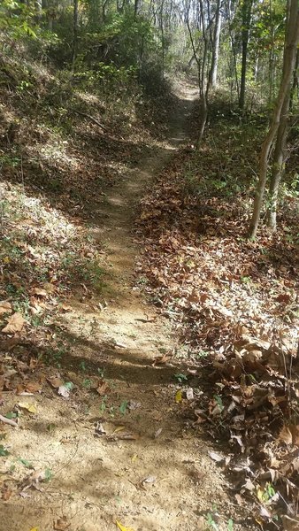 Most of the trail looks like this.