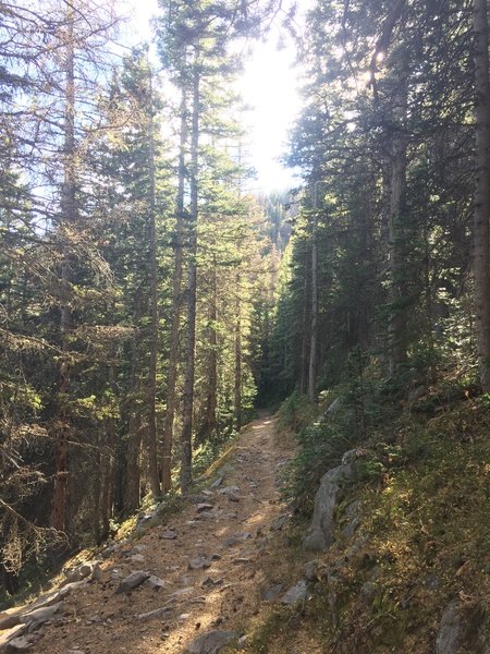 Beautiful trail in dense pine forest.