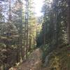 Beautiful trail in dense pine forest.