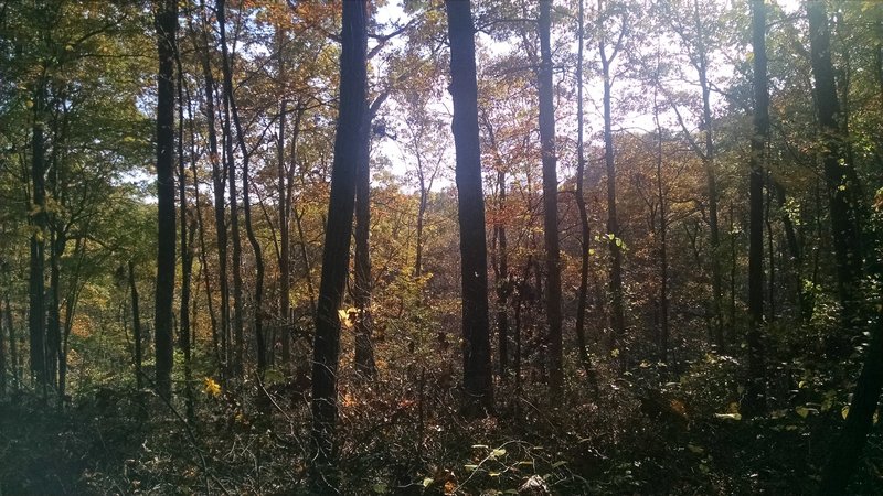 Beautiful Paynetown woods.