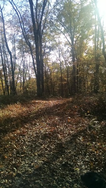 Pate Hollow Trail.