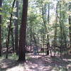 Following the trail under the tall trees.