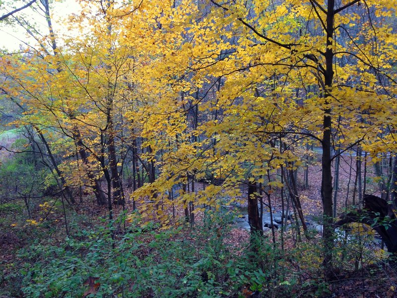 Looking from atop the hill towards stepping stones in Squaw Run.