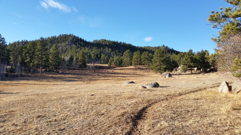 Pretty meadow on the Molly Moon Trail near the Lady Moon trailhead.