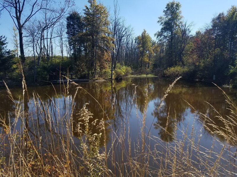 Photo of wooden platform and pond.