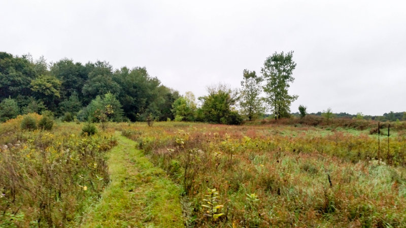 One of the grassy sections of the trail.