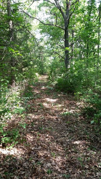 Along the river section of trail.