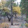 In the fall, you can see the leaves changing color, as well as evidence of the Rim Fire.