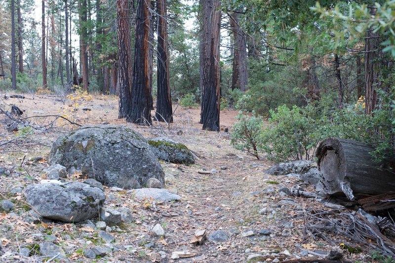 The trail is rocky as it works its way uphill. You can see where the trees burned in the fire.