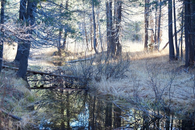 Water alongside the trail in the fall from melted snow.