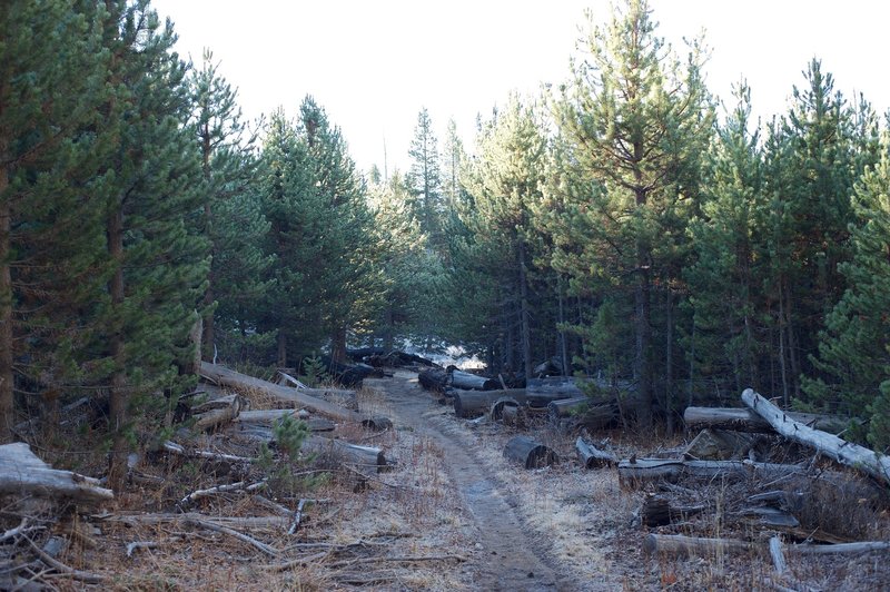 The trail is narrow as it moves through the woods. Lots of the older trees have fallen and been cut up to clear the trail.