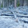 In the fall, frost covers the ground and trees.