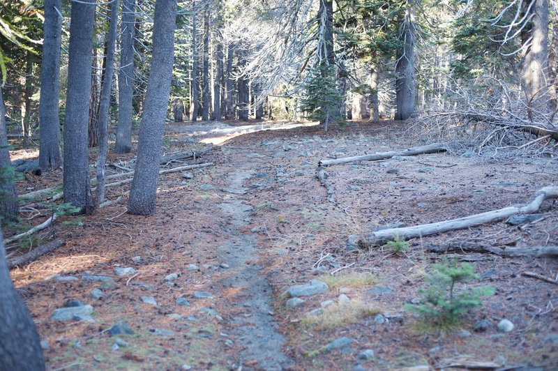 The narrow trail works its way through a pine forest.