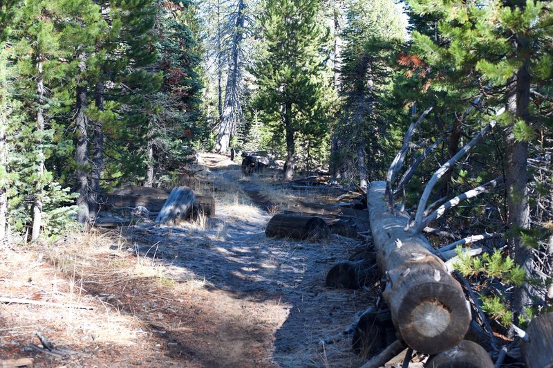 The trail as it makes its way back to Bridalveil Creek.