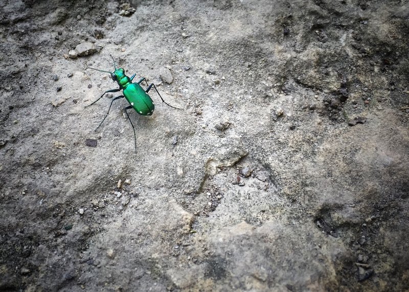 A little trail-side display of color.