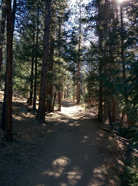 Nice singletrack as you ascend the drainage from the parking area.