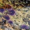 Tidal pool at Point Lobos.