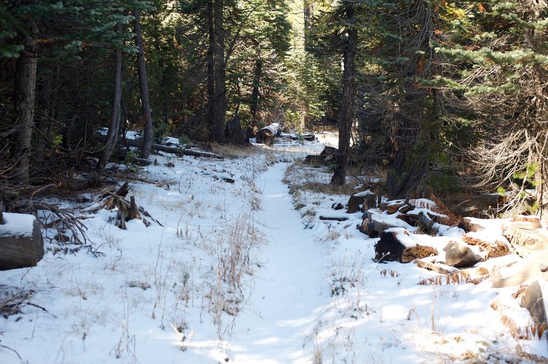 Snow covers the trail in shaded sections of the forest. Watch your step as there might be ice underneath, making it slippery.