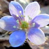 Round-lobed Hepatica.