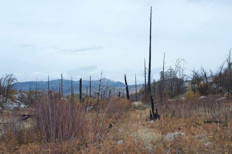 The trail narrows further and can be overgrown in the fall. Evidence of the Rim Fire can be seen throughout the area.