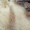 The trail passes through a flat, grassy area before the final climb to the top.