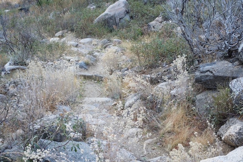 The trail that climbs the gully is rocky and overgrown.