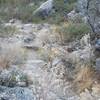 The trail that climbs the gully is rocky and overgrown.