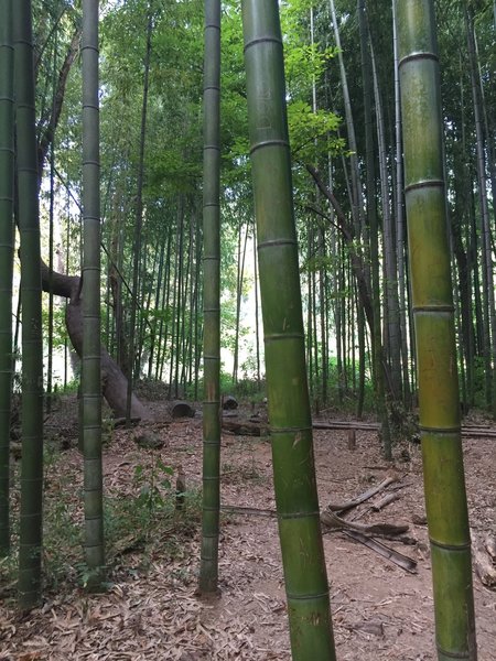 The little bamboo forest right by the river.