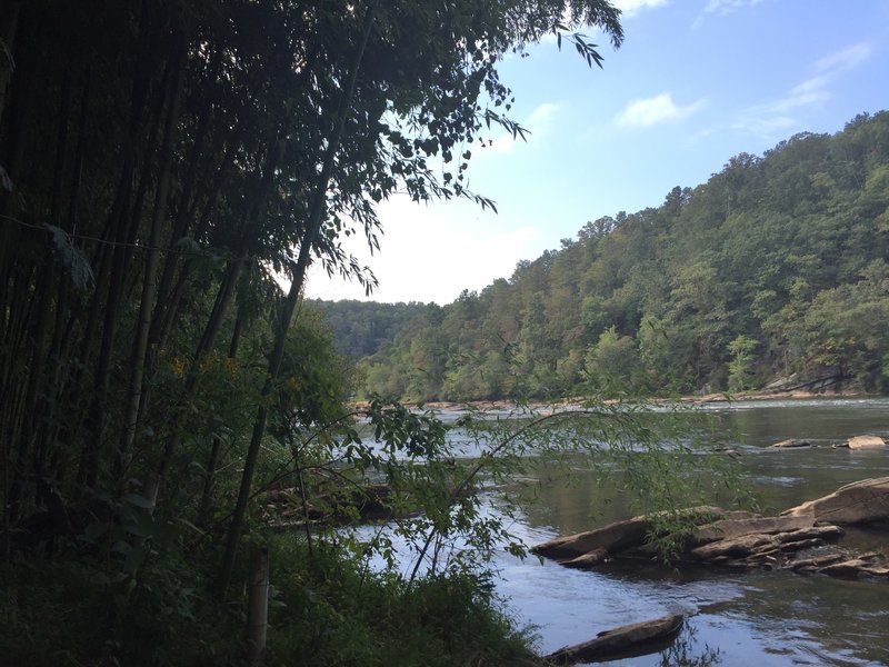 Peeking out over the river from the bamboo forest.