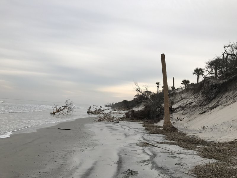 Snag and post-Matthew tree wreckage.