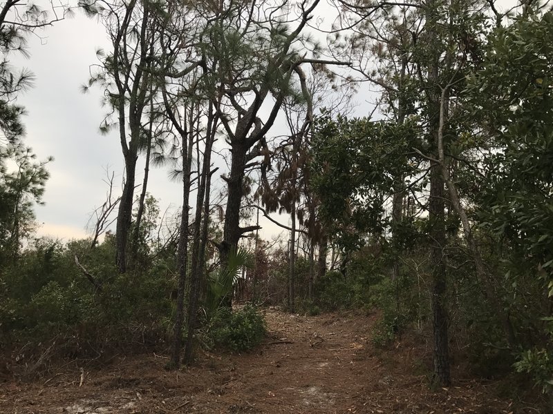 The trail right before feeding into the beach.