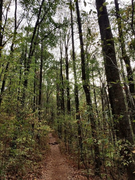 Nice wide trails on the main path.