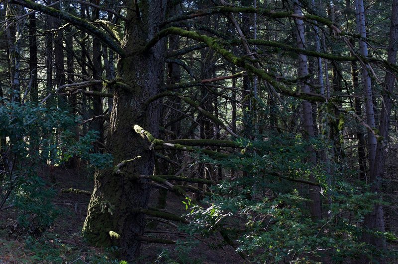 The road enters a forest of oak and madrone trees. Moss grows on the trees, and provides shade throughout the trail.