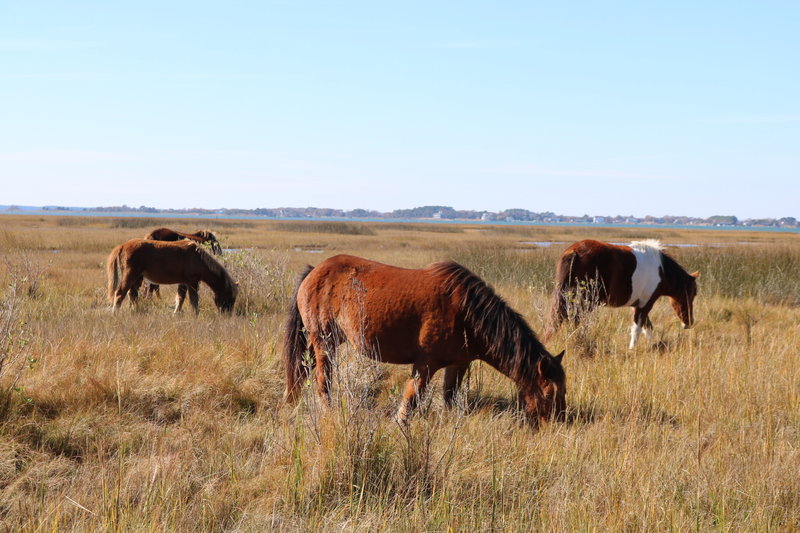 Assateague Island NS