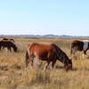 Assateague Island NS