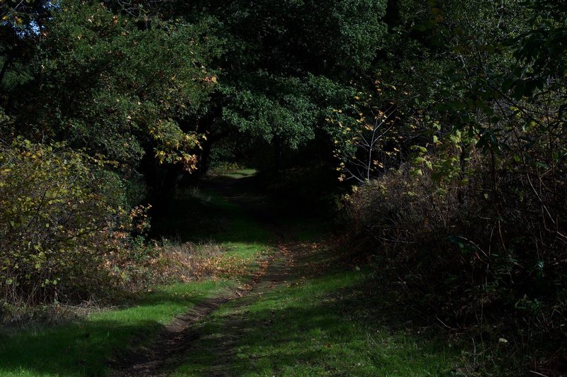 While the majority of the trail is wide, it is used by equestrians and mountain bikers, which leads to certain portions of the trail being more well worn than others.