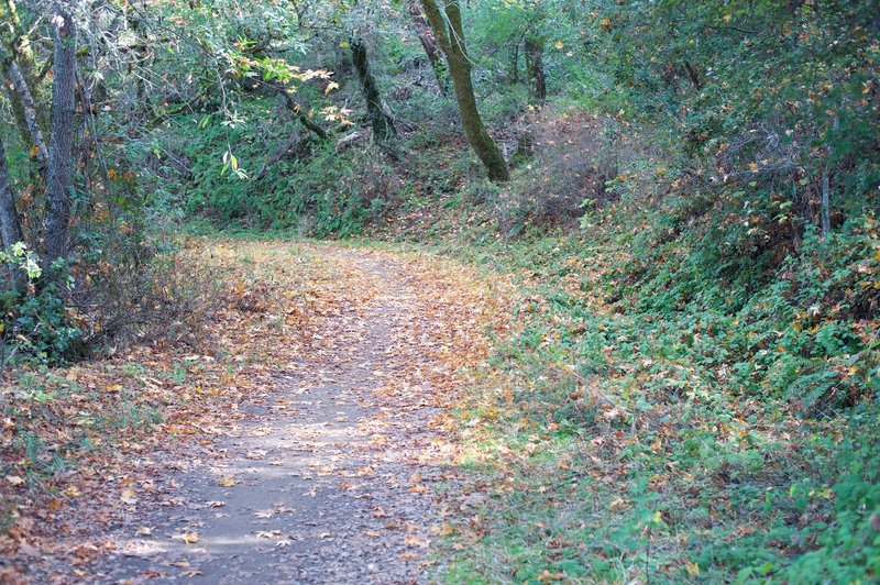 Leaves cover the trail in fall as the leaves change color and fall.